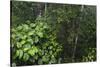 Rainforest Rain Storm, Yasuni NP, Amazon Rainforest Ecuador-Pete Oxford-Stretched Canvas