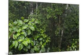 Rainforest Rain Storm, Yasuni NP, Amazon Rainforest Ecuador-Pete Oxford-Mounted Premium Photographic Print