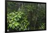 Rainforest Rain Storm, Yasuni NP, Amazon Rainforest Ecuador-Pete Oxford-Framed Premium Photographic Print