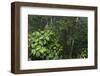 Rainforest Rain Storm, Yasuni NP, Amazon Rainforest Ecuador-Pete Oxford-Framed Photographic Print