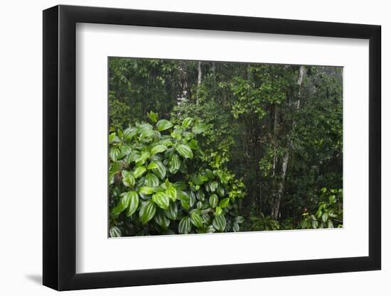 Rainforest Rain Storm, Yasuni NP, Amazon Rainforest Ecuador-Pete Oxford-Framed Photographic Print