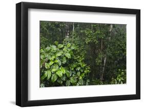 Rainforest Rain Storm, Yasuni NP, Amazon Rainforest Ecuador-Pete Oxford-Framed Photographic Print