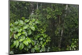 Rainforest Rain Storm, Yasuni NP, Amazon Rainforest Ecuador-Pete Oxford-Mounted Photographic Print