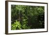 Rainforest Rain Storm, Yasuni NP, Amazon Rainforest Ecuador-Pete Oxford-Framed Photographic Print