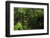 Rainforest Rain Storm, Yasuni NP, Amazon Rainforest Ecuador-Pete Oxford-Framed Photographic Print