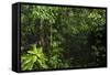 Rainforest Rain Storm, Yasuni NP, Amazon Rainforest Ecuador-Pete Oxford-Framed Stretched Canvas