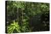 Rainforest Rain Storm, Yasuni NP, Amazon Rainforest Ecuador-Pete Oxford-Stretched Canvas