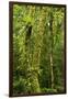 Rainforest, Ranomafana National Park, Madagascar-Paul Souders-Framed Photographic Print