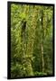 Rainforest, Ranomafana National Park, Madagascar-Paul Souders-Framed Photographic Print