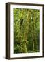 Rainforest, Ranomafana National Park, Madagascar-Paul Souders-Framed Photographic Print