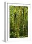 Rainforest, Ranomafana National Park, Madagascar-Paul Souders-Framed Photographic Print