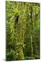 Rainforest, Ranomafana National Park, Madagascar-Paul Souders-Mounted Photographic Print