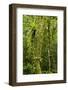 Rainforest, Ranomafana National Park, Madagascar-Paul Souders-Framed Photographic Print