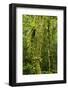 Rainforest, Ranomafana National Park, Madagascar-Paul Souders-Framed Photographic Print