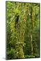 Rainforest, Ranomafana National Park, Madagascar-Paul Souders-Mounted Photographic Print