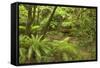 Rainforest River Flowing Through Lush Temperate-null-Framed Stretched Canvas