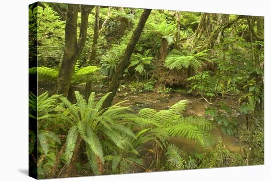 Rainforest River Flowing Through Lush Temperate-null-Stretched Canvas