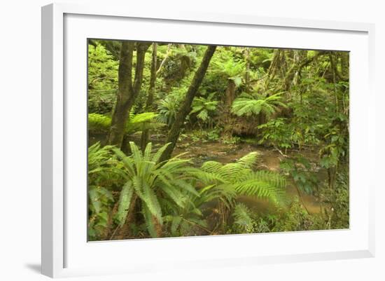 Rainforest River Flowing Through Lush Temperate-null-Framed Photographic Print