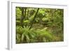 Rainforest River Flowing Through Lush Temperate-null-Framed Photographic Print