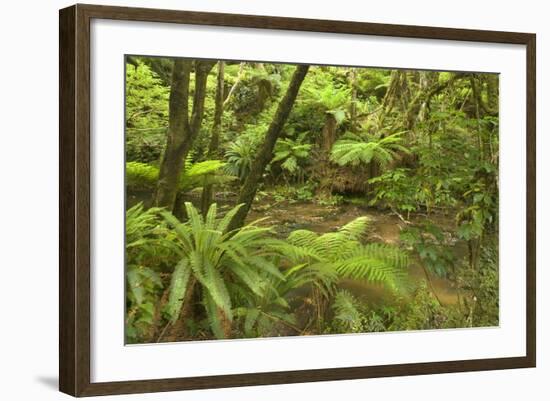 Rainforest River Flowing Through Lush Temperate-null-Framed Photographic Print