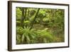 Rainforest River Flowing Through Lush Temperate-null-Framed Photographic Print