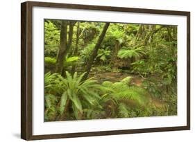 Rainforest River Flowing Through Lush Temperate-null-Framed Photographic Print