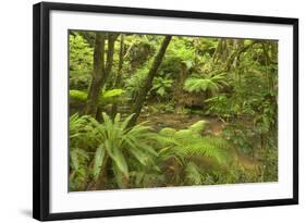 Rainforest River Flowing Through Lush Temperate-null-Framed Photographic Print