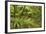 Rainforest River Flowing Through Lush Temperate-null-Framed Photographic Print