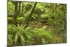 Rainforest River Flowing Through Lush Temperate-null-Mounted Photographic Print