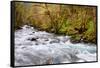 Rainforest River I-Douglas Taylor-Framed Stretched Canvas