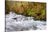 Rainforest River I-Douglas Taylor-Stretched Canvas