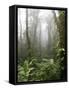 Rainforest, Santa Elena Cloud Forest Reserve, Costa Rica, Central America-Levy Yadid-Framed Stretched Canvas