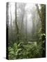 Rainforest, Santa Elena Cloud Forest Reserve, Costa Rica, Central America-Levy Yadid-Stretched Canvas