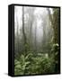 Rainforest, Santa Elena Cloud Forest Reserve, Costa Rica, Central America-Levy Yadid-Framed Stretched Canvas