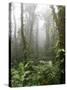 Rainforest, Santa Elena Cloud Forest Reserve, Costa Rica, Central America-Levy Yadid-Stretched Canvas