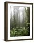 Rainforest, Santa Elena Cloud Forest Reserve, Costa Rica, Central America-Levy Yadid-Framed Photographic Print