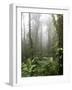 Rainforest, Santa Elena Cloud Forest Reserve, Costa Rica, Central America-Levy Yadid-Framed Photographic Print