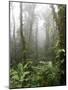 Rainforest, Santa Elena Cloud Forest Reserve, Costa Rica, Central America-Levy Yadid-Mounted Photographic Print