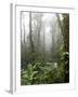 Rainforest, Santa Elena Cloud Forest Reserve, Costa Rica, Central America-Levy Yadid-Framed Photographic Print