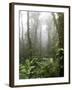 Rainforest, Santa Elena Cloud Forest Reserve, Costa Rica, Central America-Levy Yadid-Framed Photographic Print