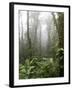 Rainforest, Santa Elena Cloud Forest Reserve, Costa Rica, Central America-Levy Yadid-Framed Photographic Print