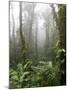 Rainforest, Santa Elena Cloud Forest Reserve, Costa Rica, Central America-Levy Yadid-Mounted Photographic Print