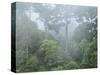 Rainforest, Sepilok Rainforest Discovery Center, Sabah, Borneo, Malaysia, Southeast Asia, Asia-Jochen Schlenker-Stretched Canvas