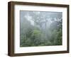 Rainforest, Sepilok Rainforest Discovery Center, Sabah, Borneo, Malaysia, Southeast Asia, Asia-Jochen Schlenker-Framed Photographic Print