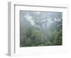 Rainforest, Sepilok Rainforest Discovery Center, Sabah, Borneo, Malaysia, Southeast Asia, Asia-Jochen Schlenker-Framed Photographic Print
