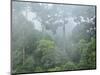 Rainforest, Sepilok Rainforest Discovery Center, Sabah, Borneo, Malaysia, Southeast Asia, Asia-Jochen Schlenker-Mounted Photographic Print