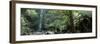 Rainforest, South Australia, Australia-Peter Adams-Framed Photographic Print