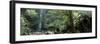 Rainforest, South Australia, Australia-Peter Adams-Framed Photographic Print