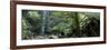 Rainforest, South Australia, Australia-Peter Adams-Framed Photographic Print