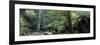 Rainforest, South Australia, Australia-Peter Adams-Framed Photographic Print